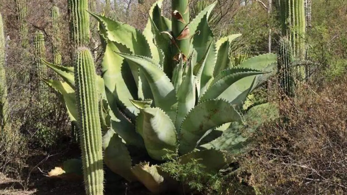 La Reserva de la Biosfera Tehuacán – Cuicatlán